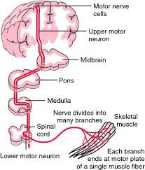 Myblog I Post Piu Recenti E I Migliori Blog Selezionati Per Te Apri Ora Il Tuo Blog In Virgilio Blog Motor Neuron Neurons Medical Dictionary