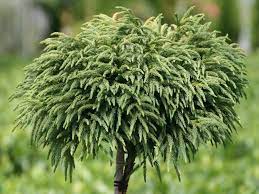 Japanese cedar sicheltanne japanese (red) cedar japanische/chinesische sicheltanne. Kleine Sicheltanne Cryptomeria Japonica Globosa Nana Gunstig Online Kaufen