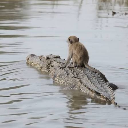 Monkey Saves Fawn from Crocodile!