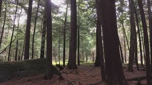 Wood from the cedar tree. The Ancient Trees Of Cook Forest Wgrz Com