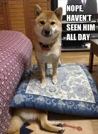 30 Funny Animal Captions Part 12 30 Pics Amazing Creatures Funny Animals Cute Funny Animals Funny Animal Pictures