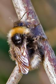 Image result for Bombus vestalis