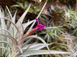 Image result for Albertisia exelliana