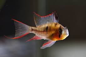 Bolivianischer schmetterlingsbuntbarsch und über 2000 lagerfähigen tierarten per 24 stunden expresslieferung. Bolivianischer Schmetterlingsbuntbarsch Foto Bild Tiere Haustiere Aquaristik Bilder Auf Fotocommunity