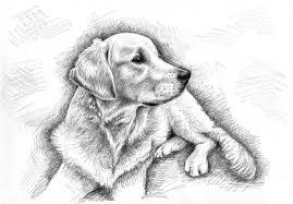 Mia flynn wachte nach einer nacht bei einer freundin auf und war „versteinert, als sie einen hund husky fand, der sie „anstarrte. Golden Retriever Zeichnung Tiere Zeichnen Zeichnungen Tiere Hund Zeichnen