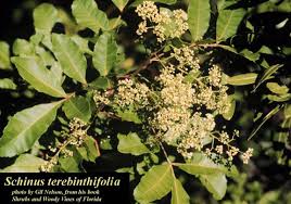 Image result for Triraphis schinzii