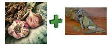 Purin D Ail Et Laurier Preparation Purin D Ail Et Laurier Sauce Laurier Sauce Laurier Purin Ortie