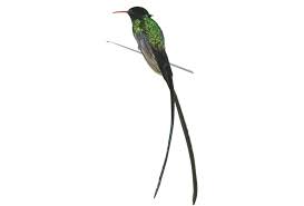 The Doctor Bird Jamaica Information Service
