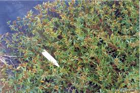 Image result for Stylosanthes guianensis