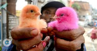 Anak ayam lucu warna warni / ayam rainbow sangat di senangi anak anak kami merawatnya dengan baik vidio kali ini kita akan. Ayam Ayam Warna Yang Buat Gemas Anak Anak Sd Makassar Gosulsel
