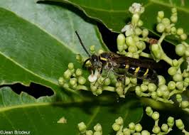 Check spelling or type a new query. Do Wasps Pollinate Flowers Quora