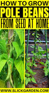 How To Grow Pole Beans From Seeds At Home Growing Bush Beans Vegetable Garden Planning Pole Beans