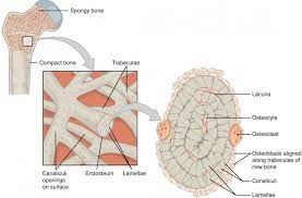 Osteoblasts are cuboidal cells that are located along the bone surface. Cross Section Of A Bone Labeled Long Bone Cross Section Worksheet Teaching Resources To Contain Cartilage And Bone Cells Osteocytes Blee Gaun