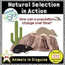 Humans did not evolve from chimps—rather, living chimps and living humans both evolved. Rock Pocket Mice Worksheets Teaching Resources Tpt