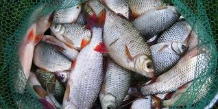 Amorces Maison Pour La Peche Du Rotengle En Etang