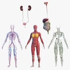 Falls es euch gefallen hat, gebt ihm ein like! Sammlung Der Anatomie Des Weiblichen Korpers 3d Modell Turbosquid 1682802