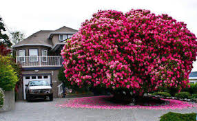 Maybe you would like to learn more about one of these? 16 Of The Most Magnificent Trees In The World Bored Panda