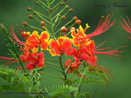 Caesalpinia Pulcherrima Old World Charm Pride Of Barbados Flowers