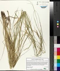 Image result for Eriochloa fatmensis