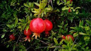 Negara syria juga menggunakan bahan rempah daripada buah sumac. 6 Khasiat Delima Untuk Rambut Yang Wajib Anda Ketahui Gayarambut Co Id