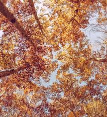 Image result for Dierama parviflorum