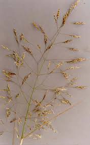 Image result for Agrostis