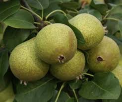 Put your fig tree at a spot. Thorn Pear Fruit Trees For Sale Order Online