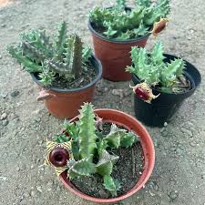 Image result for Huernia zebrina