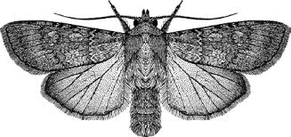 We also look at an easily confused culprit, the slug! Https Link Springer Com Content Pdf 10 1007 2f978 1 4020 6359 6 3979 Pdf