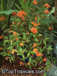 Image result for Ixora praetermissa
