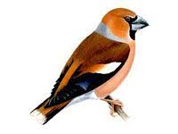 Un gros bec casse noyaux casse la graine, il n'a pas du trouver de noyaux ! Le Gros Bec Casse Noyaux Coccothraustes Coccothraustes