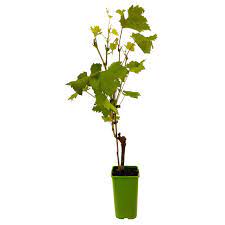 Pour la montagne il est conseillé de prendre des variétés de vigne précoces. Vigne Italia Pot De 1 5 Litres Truffaut