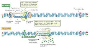 During protein synthesis, a ribosome moves along an mrna chain, interacting with various protein factors and trna and very likely even undergoes shape changes. Unicellular Organisms