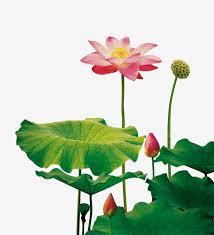 Lotus Flower Flower Png Images Lotus Plant Lotus