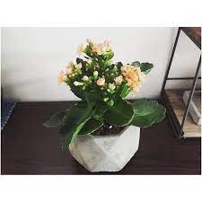 平凡又普通的家樂花加上水泥盤又幾襯 家樂花 家樂花開花了 水泥盤 小盆栽 小植物 小植物成長日記 green homedecor houseplants houseplantdiary indoo instagram posts home decor all things cute