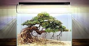 Pin Oleh Ladislav Belus Di Aquarium Bonsai