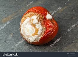 Image result for Colletoecema