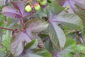 Image result for Jatropha gossypiifolia