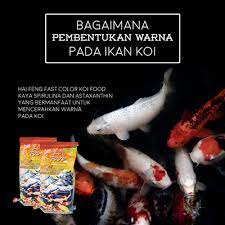 Jual beli ikan koi langsung dari petani dan supplier seluruh indonesia. Tahukah Anda Bagaimana Pembentukan Warna Pada Ikan Koi Raja Petshop
