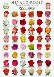 Ten types of cut flowers. Ten Names Of Roses With Pictures That Had Gone Way Too Far Names Of Roses With Pictures Https Ift Tt 2ljgfmq Types Of Flowers Rose Varieties Types Of Roses