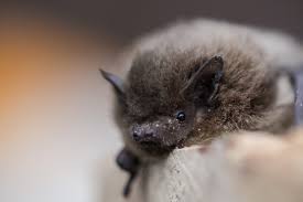 Die meisten von ihnen leben in den ganzjährig warmen gebieten die ausführungen auf dieser seite beziehen sich auf fledermäuse in mitteleuropa und nordeuropa. Fledermaus Gefunden Was Nun Lbv Gemeinsam Bayerns Natur Schutzen