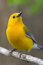 Prothonotary Warbler Information Bird Pets Animals Tiere Tiere Und Haustiere Haustiere