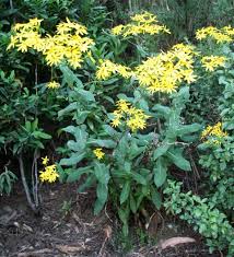 Image result for Senecio subsessilis