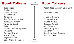 Talking Birds Names And Comparison Chart Bird Information