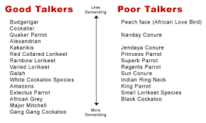 talking birds names and comparison chart bird information