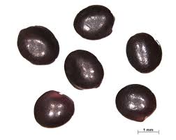 Image result for Trifolium wentzelianum