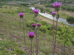 Image result for Dewildemania filifolia