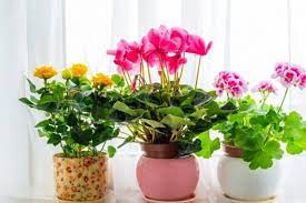 Hal ini terjadi karena melati mengandung. 7 Tanaman Dengan Aroma Paling Memikat Dan Harum Tanam Di Rumah Yuk