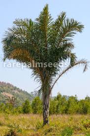 Image result for Raphia farinifera