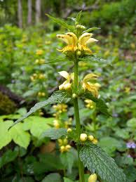 Image result for Lamium galeobdolon